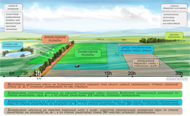 wplyw_zadrzewien_na_plony